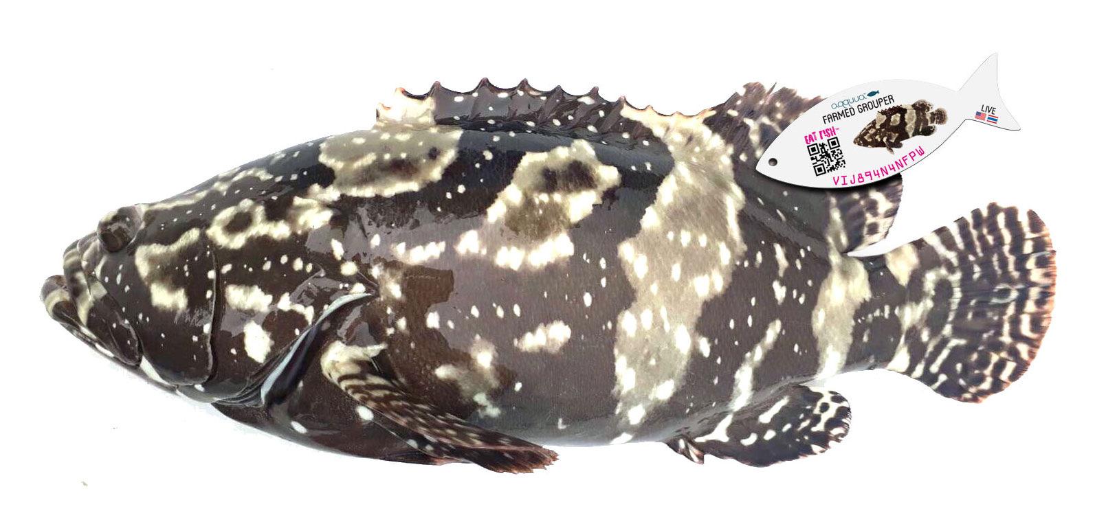 hybrid-grouper